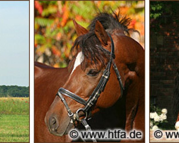 stallion Kaiser As (German Riding Pony, 1999, from Kaiserjaeger xx)