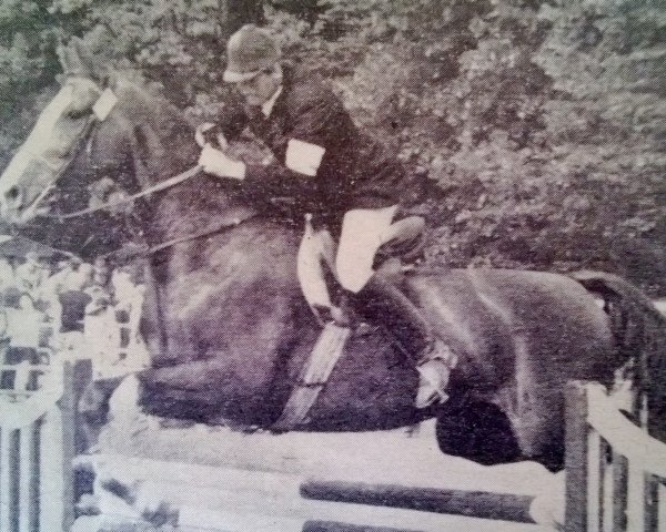 Pferd Distello (Edles Warmblut, 1981, von Distello)