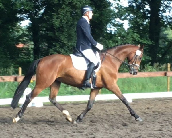 dressage horse Shaya 12 (Hanoverian, 2013, from Spörcken)