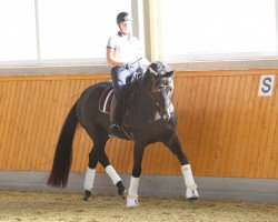 dressage horse High Crusador 2 (Hanoverian, 2010, from Hochadel)