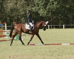 broodmare Schokobon (Bavarian, 2006, from Lord Sinclair I)