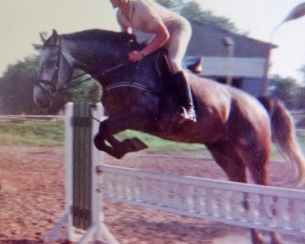 horse Jocker (Noble Warmblood, 1986)