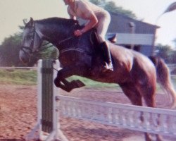 Pferd Jocker (Edles Warmblut, 1986)