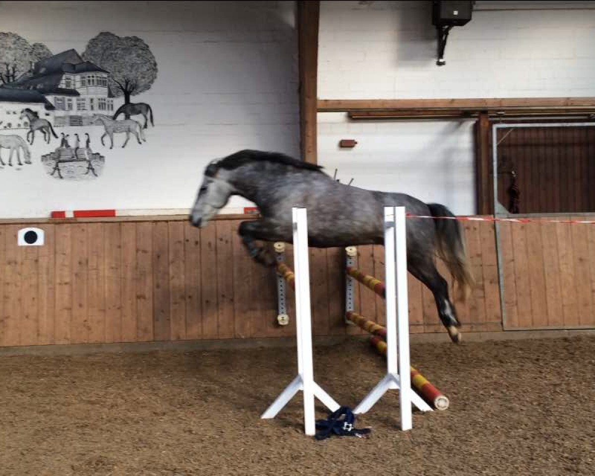 Dressurpferd Felix 2102 (Pony ohne Rassebezeichnung, 2009)