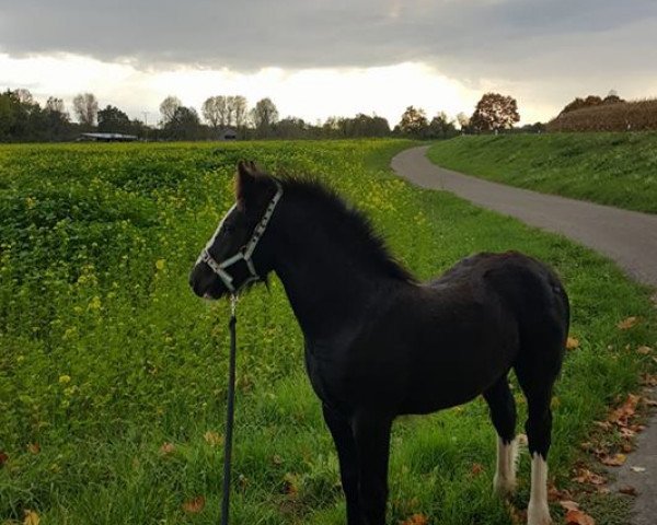 Pferd Ciaran (Tinker / Irish Cob / Gypsy Vanner, 2017, von Majestic Shirrdan)
