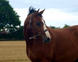 Springpferd Europa 39 (Holsteiner, 2012, von Chin Champ)