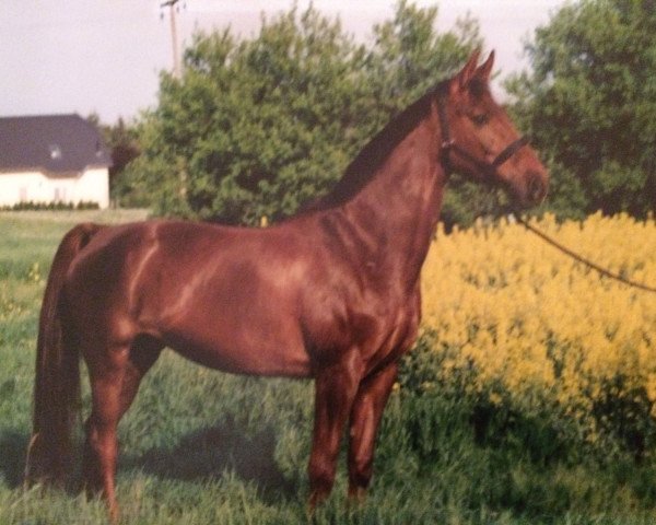 Zuchtstute Herbstfee 14 (Sachsen-Anhaltiner, 1994, von Herbstnebel)