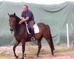 horse Leo (Hanoverian,  )