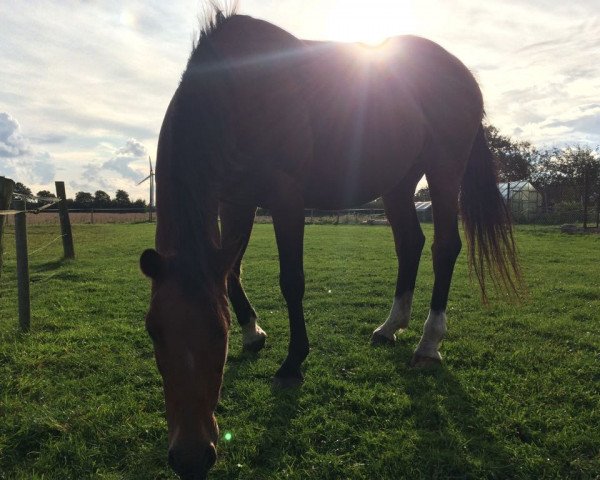 horse Amoira (Hanoverian, 1998, from Amoroso Assai)