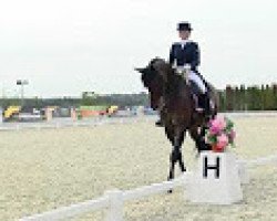 dressage horse Estet (Trakehner, 2006, from Egejus)