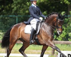 dressage horse Dabanos D'O4 (Belgian Warmblood, 2003, from Abanos)