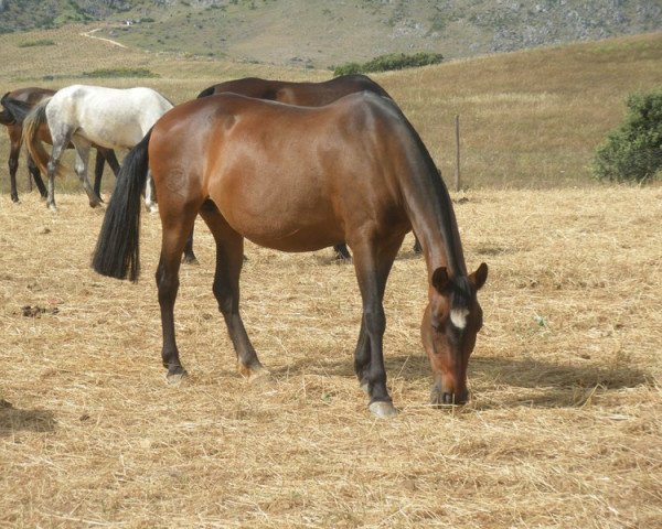 Zuchtstute Claveria (Pura Raza Espanola (PRE),  )