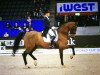 dressage horse Foco Loco W (Belgian Warmblood, 2005, from Sierappel)