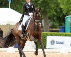 dressage horse Scharmeur 2 (Swedish Warmblood, 2003, from Schwadroneur)