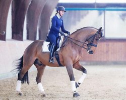 dressage horse Mira (Danish Warmblood, 2000, from Michellino)