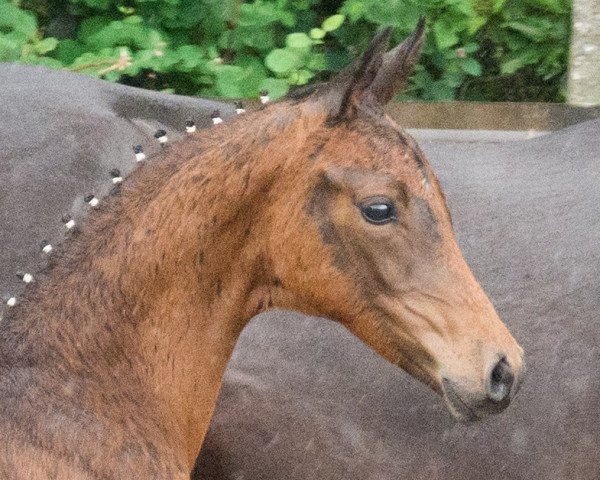 broodmare MH Frexenet (Oldenburg,  , from Fred Feuerstein)