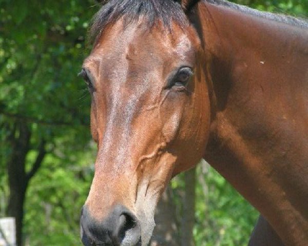 broodmare Tabby xx (Thoroughbred,  , from Muraafq xx)