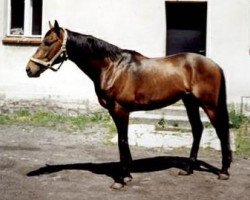 stallion North xx (Thoroughbred, 1990, from Wolver Heights xx)