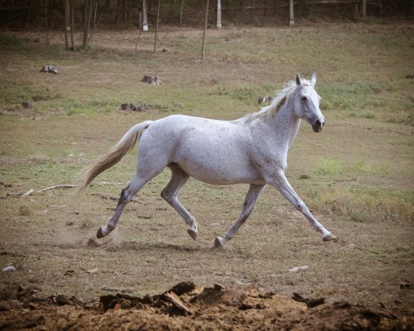 broodmare Quelle (Hungarian Warmblood, 2005, from Quidam de Revel)