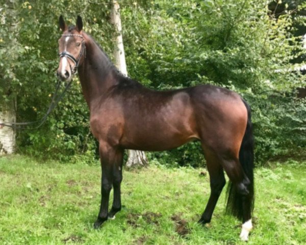 dressage horse Hengst von Danciano (Westphalian, 2014, from Danciano)