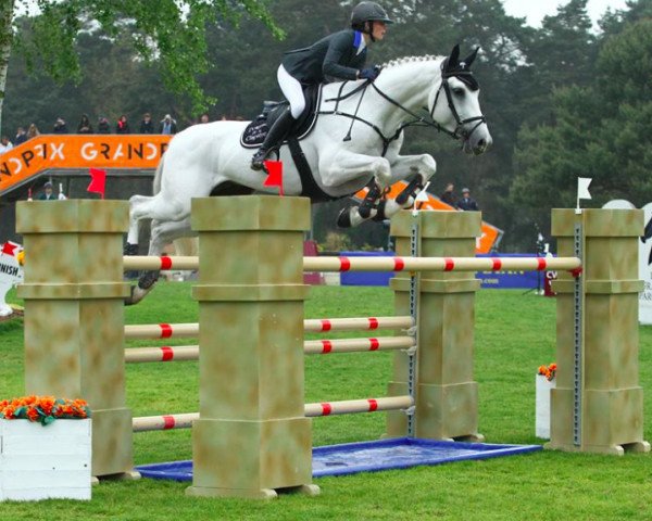 stallion Mister Chayottes Z (Zangersheide riding horse, 2007, from Mr Blue)
