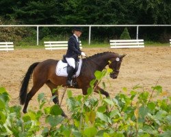 dressage horse Marisa P (Oldenburg, 2007, from Sungold 2)