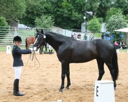 Pferd Sandrocelli 2 (Zweibrücker, 2009, von Sandro Song)