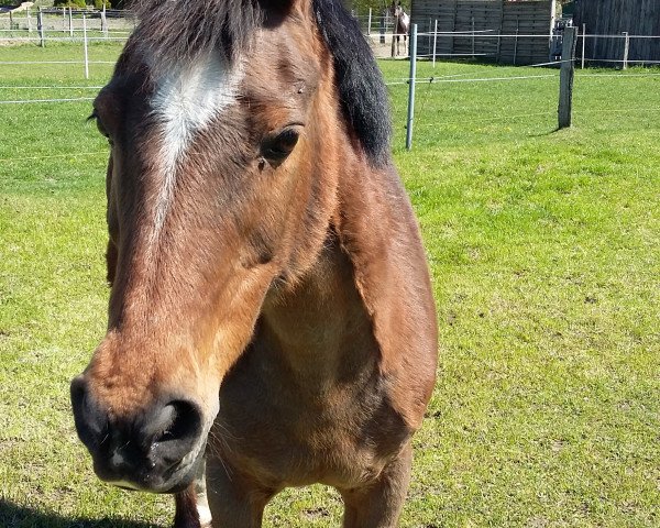 Pferd Honeymoon (Deutsches Reitpony, 1992, von Nordstrom)