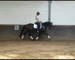 dressage horse Donnerwetter 80 (Zweibrücken, 2013, from Don Van Atta)