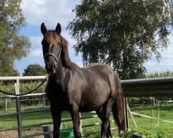 horse Cherti (Deutsches Reitpony, 2020, from Casper)