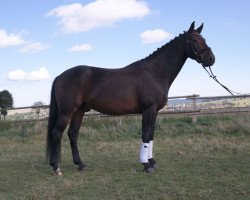 dressage horse Deichbube (Hanoverian, 2013, from Damsey FRH)