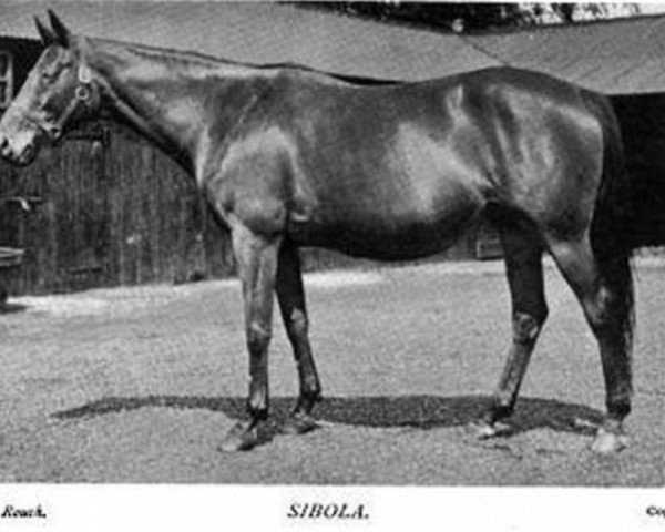 broodmare Sibola xx (Thoroughbred, 1896, from The Sailor Prince xx)