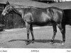 Pferd Sibola xx (Englisches Vollblut, 1896, von The Sailor Prince xx)