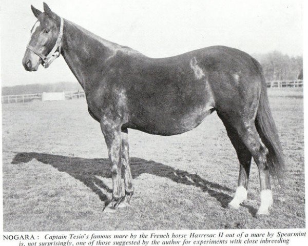 Pferd Nogara xx (Englisches Vollblut, 1928, von Havresac II xx)