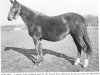 Pferd Nogara xx (Englisches Vollblut, 1928, von Havresac II xx)