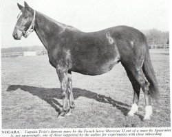 broodmare Nogara xx (Thoroughbred, 1928, from Havresac II xx)