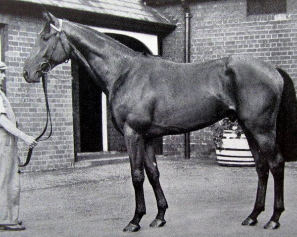 stallion Narrator xx (Thoroughbred, 1951, from Nearco xx)