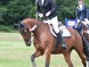 broodmare Quattro´s Girl 2 (Oldenburg show jumper, 2011, from Quattro B)