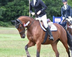 broodmare Quattro´s Girl 2 (Oldenburg show jumper, 2011, from Quattro B)