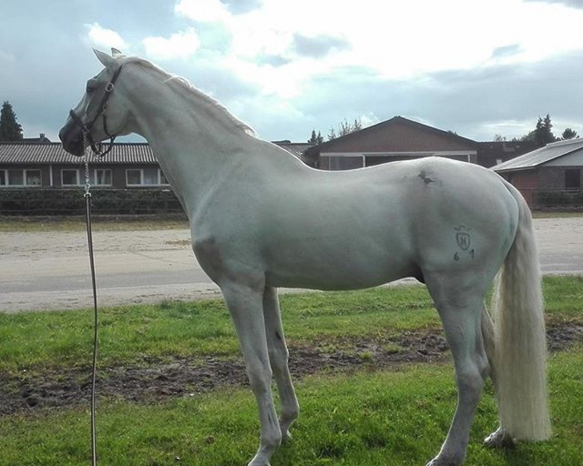 stallion Corrado I (Holsteiner, 1985, from Cor de la Bryère)