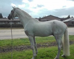 stallion Corrado I (Holsteiner, 1985, from Cor de la Bryère)
