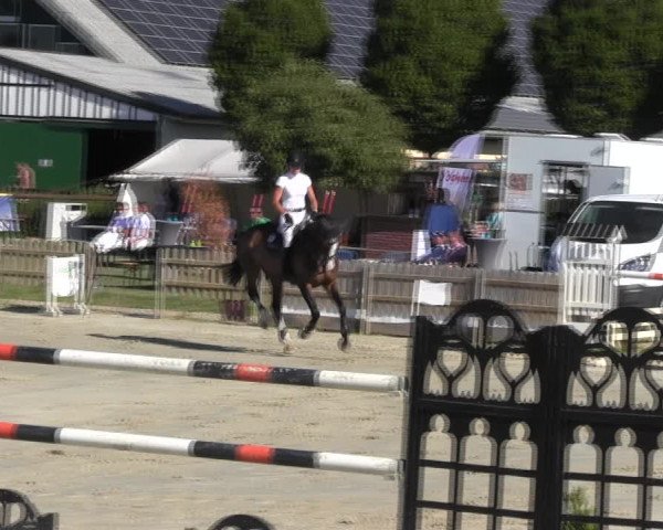 Reitturnier Schülp / Rendsburg 2018