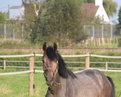 Springpferd Blazed off magico (Belgisches Warmblut, 2020, von Goliath van de Groenweg)