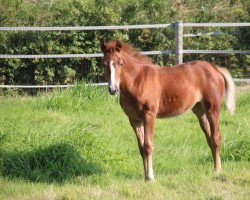 jumper Catharina off magico (Belgian Warmblood, 2021, from Goliath van de Groenweg)