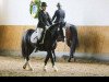 Springpferd Barnacullen Baxter (Tinker / Irish Cob / Gypsy Vanner, 2009)