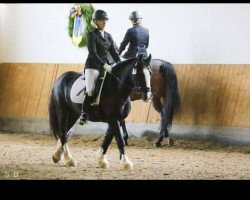 Springpferd Barnacullen Baxter (Tinker / Irish Cob / Gypsy Vanner, 2009)