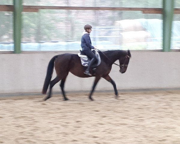 broodmare bemms paula (German trotters, 2003, from Keystone Hampton)