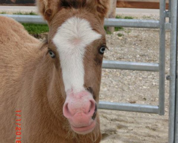 dressage horse Mr. Bean (German Riding Pony, 2016, from FS Mr. Right)