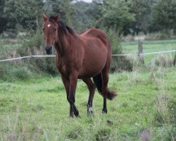 broodmare N-Celin (Holsteiner, 1998, from Candillo Z)