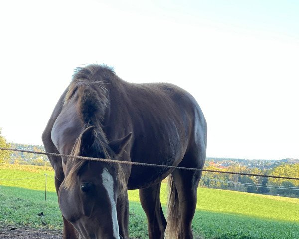 Dressurpferd Holla die Waldfee (Hannoveraner, 2020, von Hochfein)